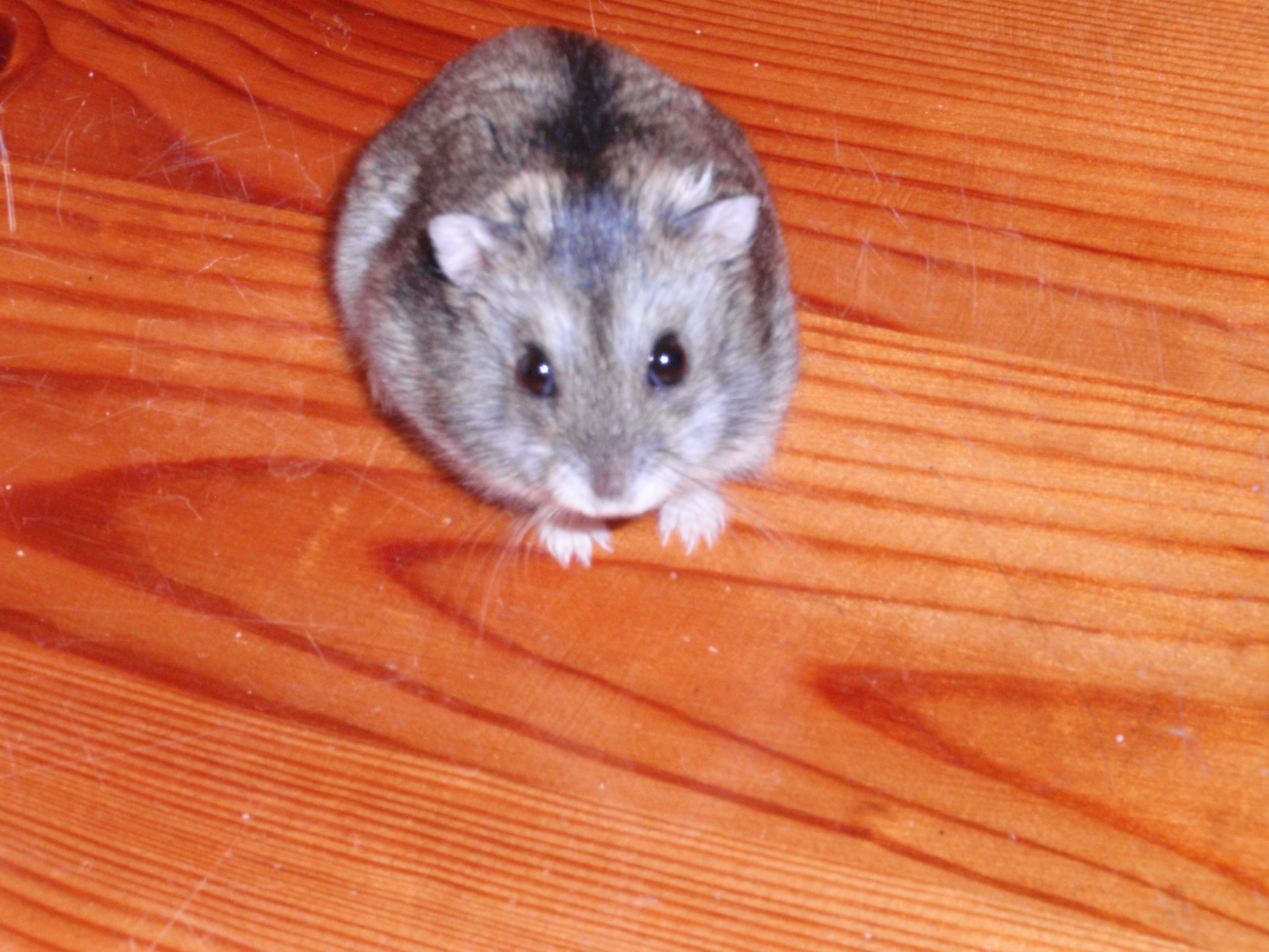 remi